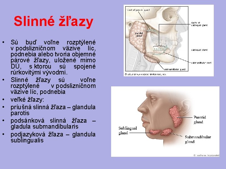 Slinné žľazy • Sú buď voľne rozptýlené v podslizničnom väzive líc, podnebia alebo tvoria