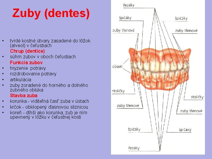 Zuby (dentes) • • • tvrdé kostné útvary zasadené do lôžok (alveol) v čeľustiach