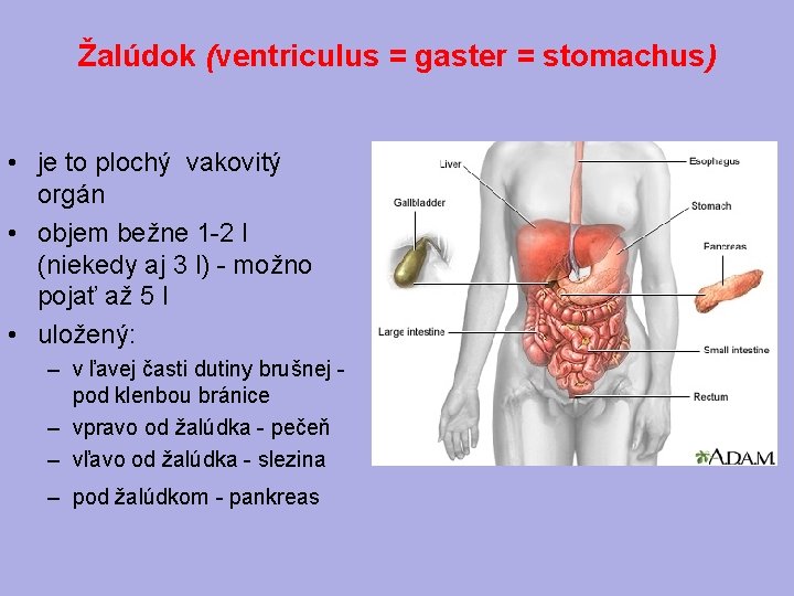 Žalúdok (ventriculus = gaster = stomachus) • je to plochý vakovitý orgán • objem