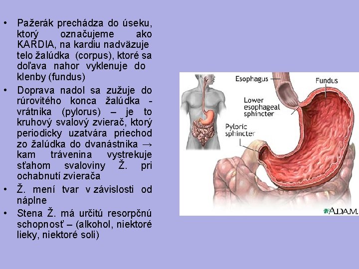  • Pažerák prechádza do úseku, ktorý označujeme ako KARDIA, na kardiu nadväzuje telo