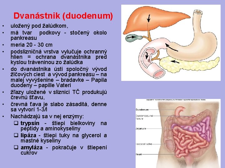 Dvanástnik (duodenum) • • uložený pod žalúdkom, má tvar podkovy - stočený okolo pankreasu