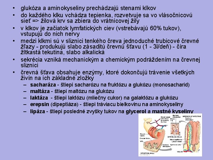  • glukóza a aminokyseliny prechádzajú stenami klkov • do každého klku vchádza tepienka,