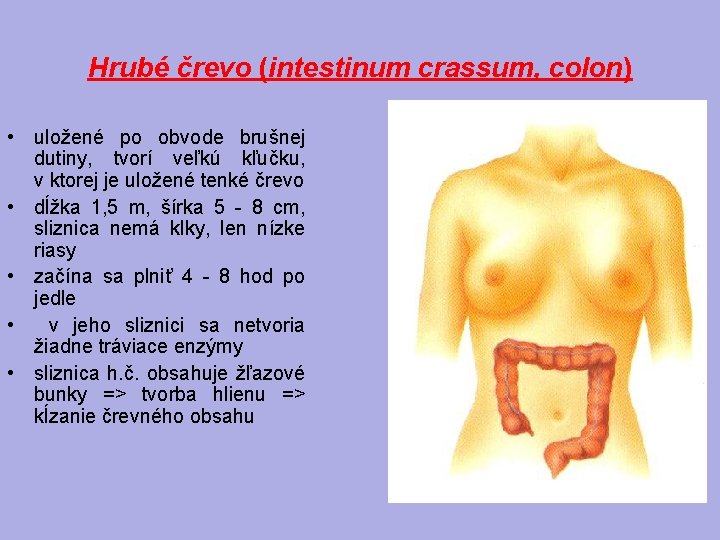 Hrubé črevo (intestinum crassum, colon) • uložené po obvode brušnej dutiny, tvorí veľkú kľučku,