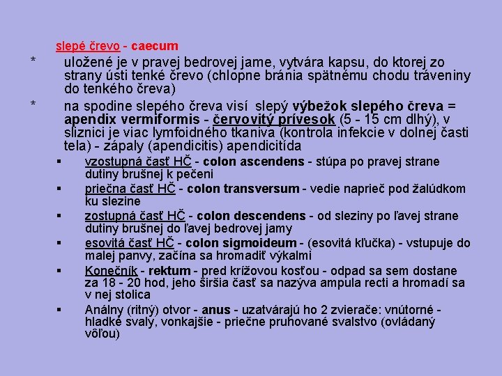 slepé črevo - caecum * uložené je v pravej bedrovej jame, vytvára kapsu, do