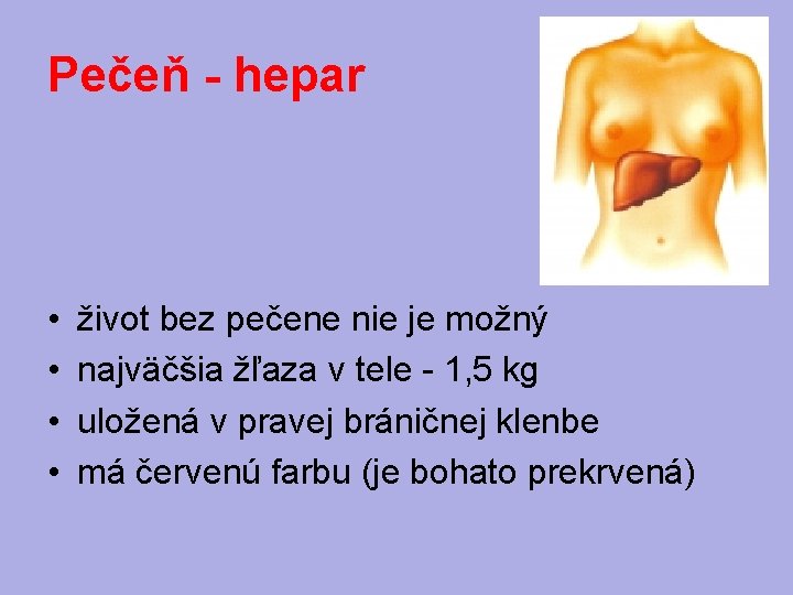 Pečeň - hepar • • život bez pečene nie je možný najväčšia žľaza v