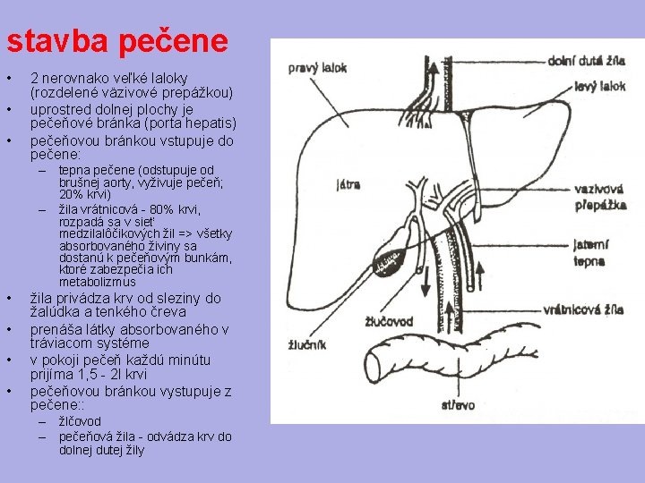 stavba pečene • • • 2 nerovnako veľké laloky (rozdelené väzivové prepážkou) uprostred dolnej