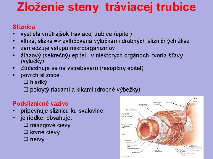 Zloženie steny tráviacej trubice Sliznica • vystiela vnútrajšok tráviacej trubice (epitel) • vlhká, slizká