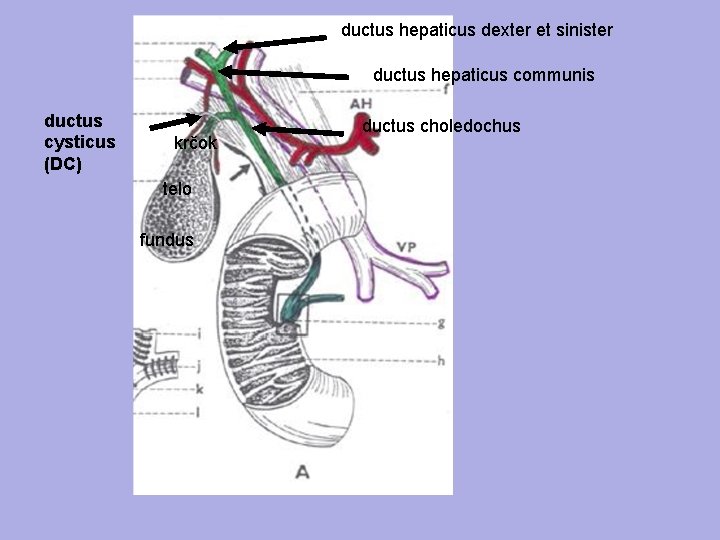 ductus hepaticus dexter et sinister ductus hepaticus communis ductus cysticus (DC) krčok telo fundus