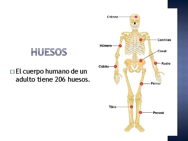 � El cuerpo humano de un adulto tiene 206 huesos. 