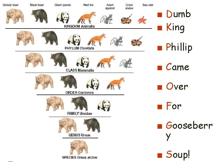 ■ Dumb ■ King ■ Phillip ■ Came ■ Over ■ For ■ Gooseberr ■ Dumb ■ King ■ Phillip ■ Came ■ Over ■ For ■ Gooseberr