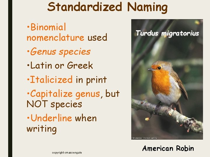 Standardized Naming • Binomial nomenclature used • Genus species • Latin or Greek • Standardized Naming • Binomial nomenclature used • Genus species • Latin or Greek •