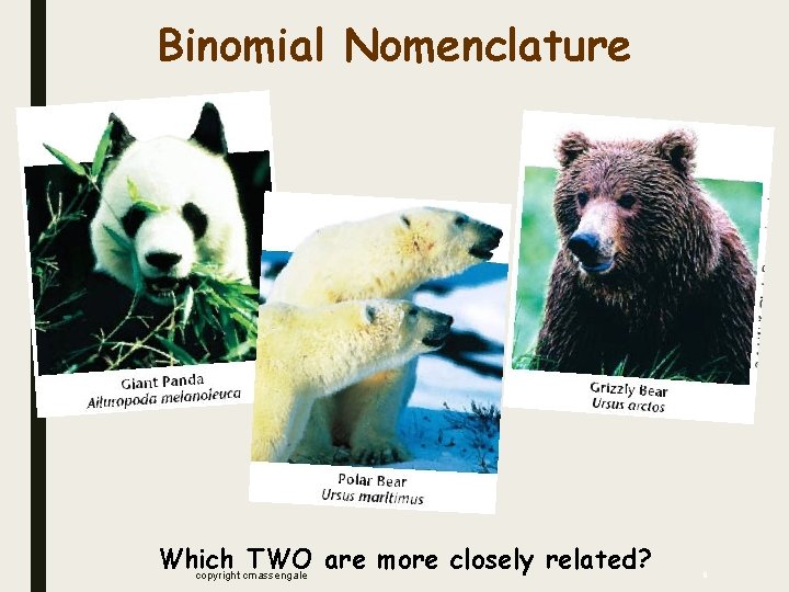 Binomial Nomenclature Which TWO are more closely related? copyright cmassengale 8 Binomial Nomenclature Which TWO are more closely related? copyright cmassengale 8