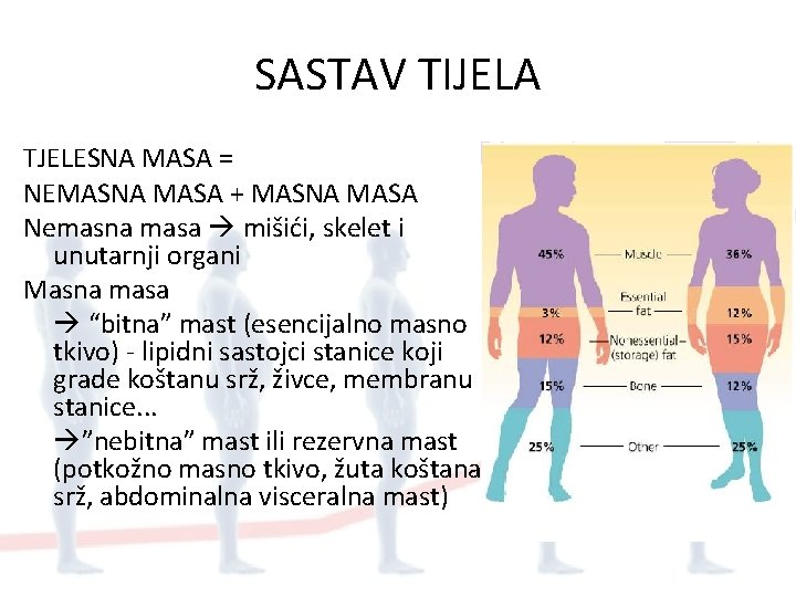 SASTAV TIJELA TJELESNA MASA = NEMASNA MASA + MASNA MASA Nemasna masa mišići, skelet