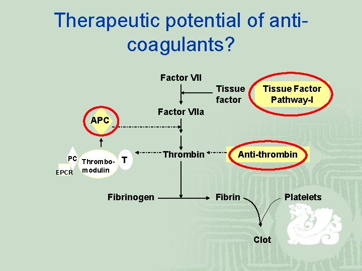 Therapeutic potential of anticoagulants? Factor VII Tissue factor Factor VIIa APC PC Thrombo. EPCR