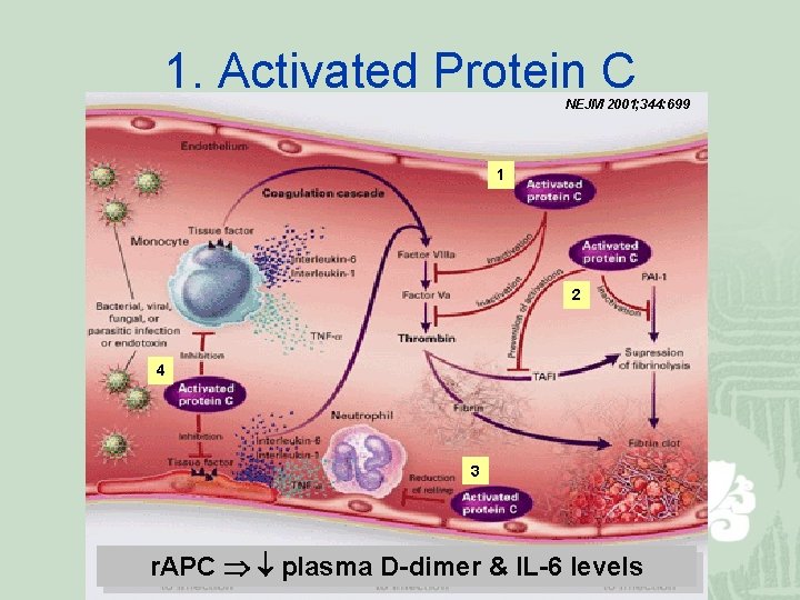 1. Activated Protein C NEJM 2001; 344: 699 1 2 4 3 APC r.