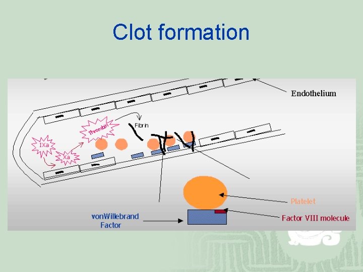 Clot formation 