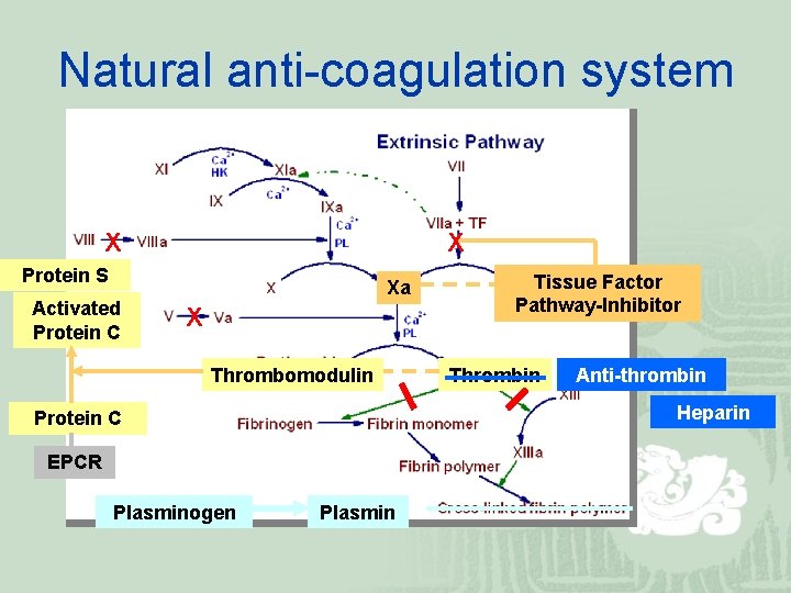 Natural anti-coagulation system X X Protein S Activated Protein C Xa X Thrombomodulin Thrombin