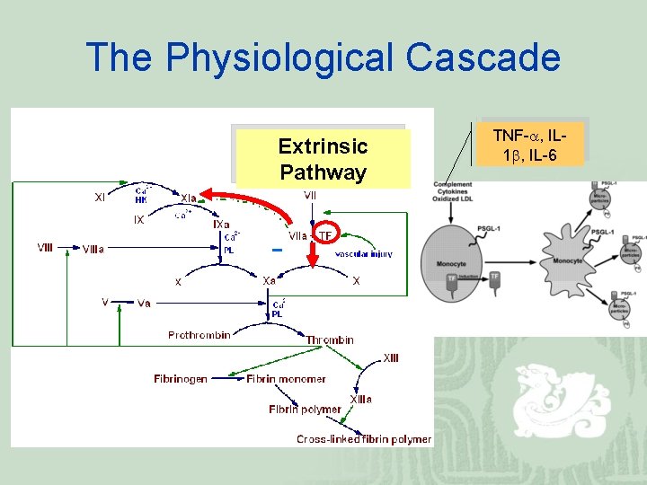 The Physiological Cascade Extrinsic Pathway TNF- , IL 1 , IL-6 