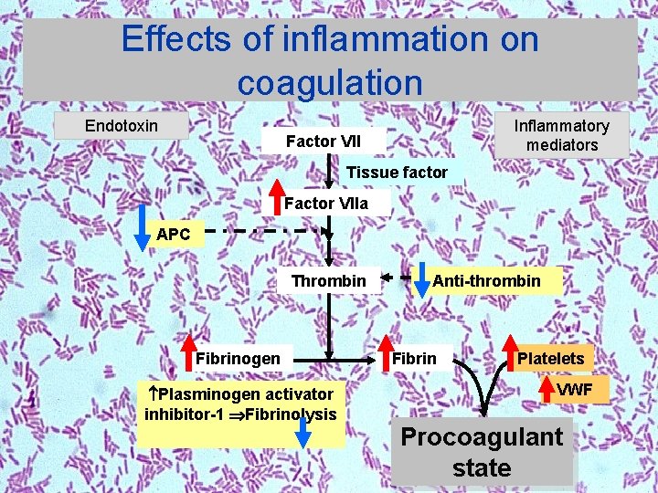 Effects of inflammation on coagulation Endotoxin Inflammatory mediators Factor VII Tissue factor Factor VIIa