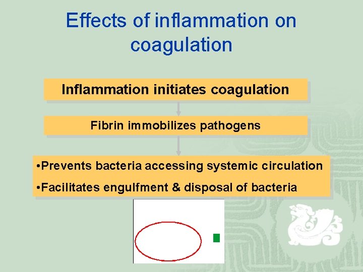 Effects of inflammation on coagulation Inflammation initiates coagulation Fibrin immobilizes pathogens • Prevents bacteria