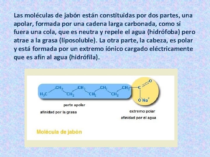 Las moléculas de jabón están constituidas por dos partes, una apolar, formada por una