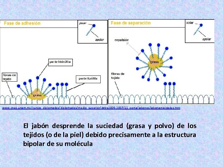 www. cneq. unam. mx/cursos_diplomados/medio_superior/dgire 2006 -2007/11_porta/jabones/jabonactividades. htm El jabón desprende la suciedad (grasa y