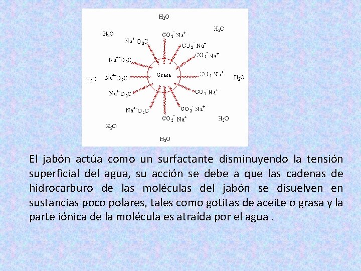 El jabón actúa como un surfactante disminuyendo la tensión superficial del agua, su acción