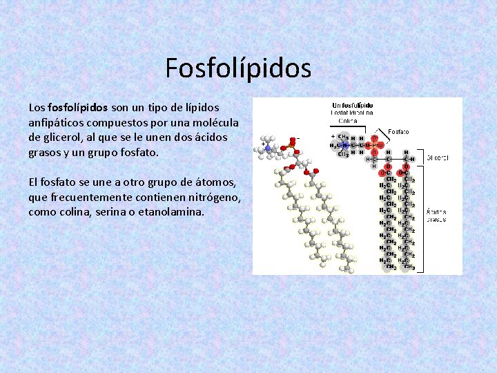 Fosfolípidos Los fosfolípidos son un tipo de lípidos anfipáticos compuestos por una molécula de