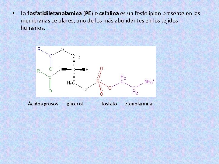  • La fosfatidiletanolamina (PE) o cefalina es un fosfolípido presente en las membranas