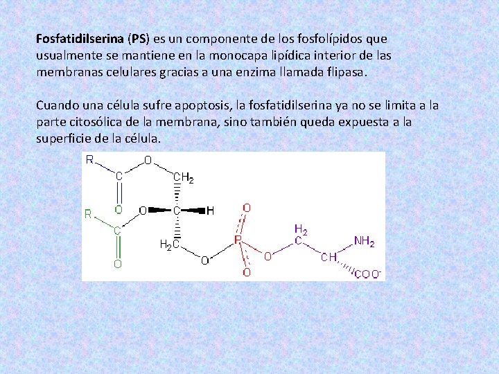 Fosfatidilserina (PS) es un componente de los fosfolípidos que usualmente se mantiene en la