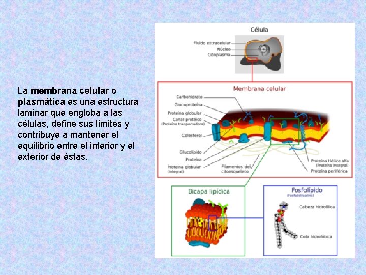 La membrana celular o plasmática es una estructura laminar que engloba a las células,