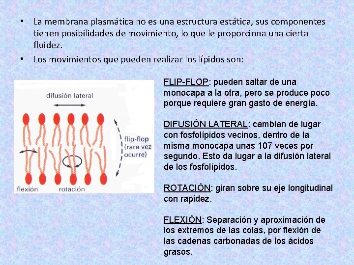  • La membrana plasmática no es una estructura estática, sus componentes tienen posibilidades