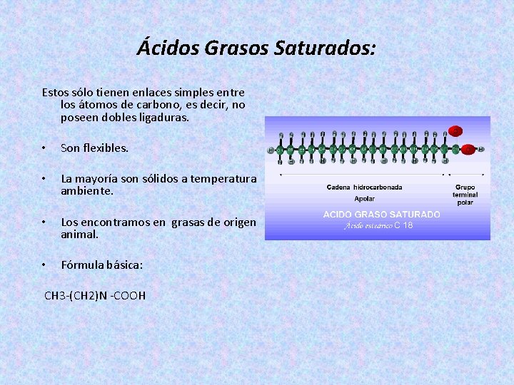 Ácidos Grasos Saturados: Estos sólo tienen enlaces simples entre los átomos de carbono, es