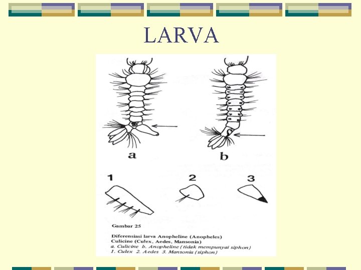 LARVA 