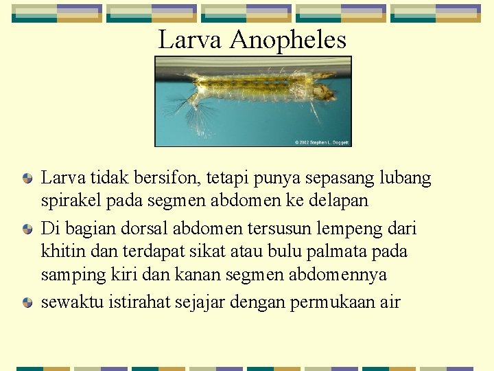 Larva Anopheles Larva tidak bersifon, tetapi punya sepasang lubang spirakel pada segmen abdomen ke