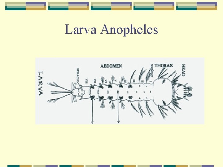 Larva Anopheles 