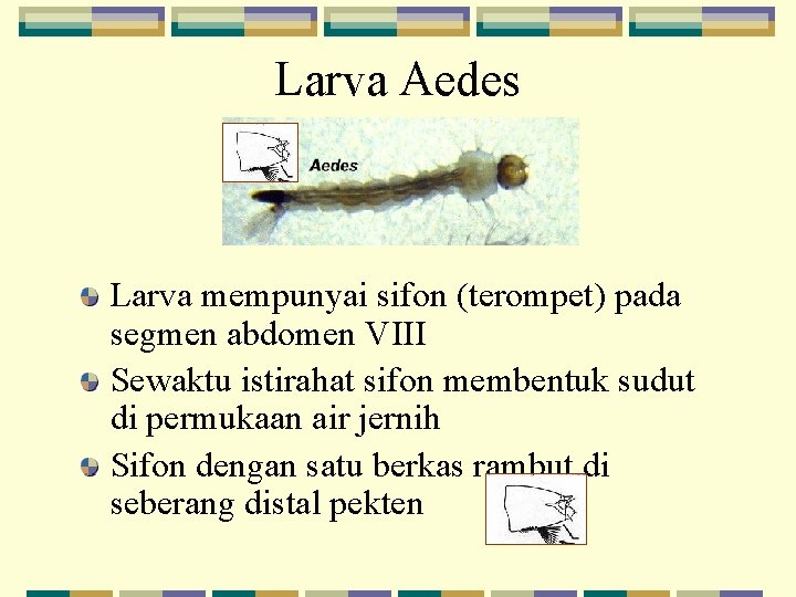 Larva Aedes Larva mempunyai sifon (terompet) pada segmen abdomen VIII Sewaktu istirahat sifon membentuk