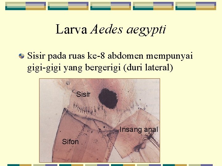 Larva Aedes aegypti Sisir pada ruas ke-8 abdomen mempunyai gigi-gigi yang bergerigi (duri lateral)