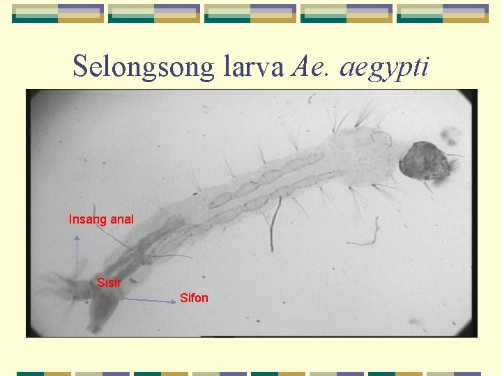 Selongsong larva Ae. aegypti Insang anal Sisir Sifon 