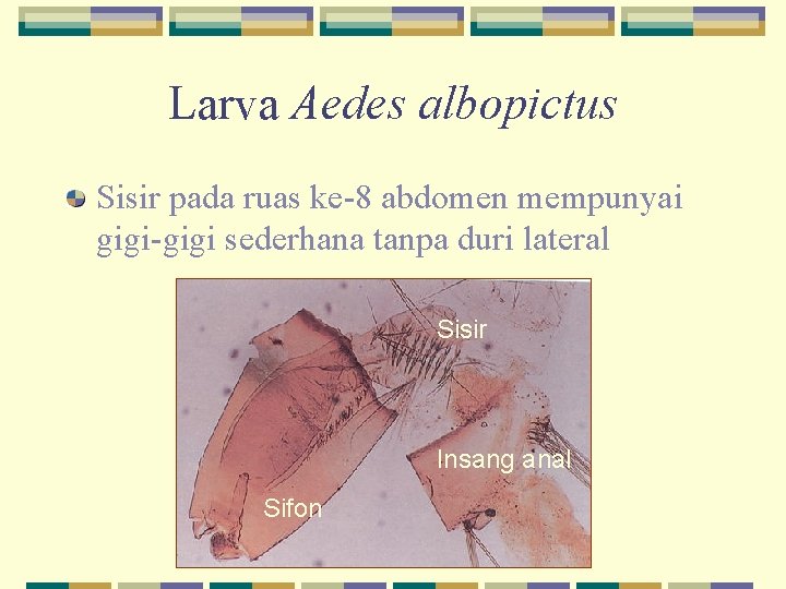 Larva Aedes albopictus Sisir pada ruas ke-8 abdomen mempunyai gigi-gigi sederhana tanpa duri lateral