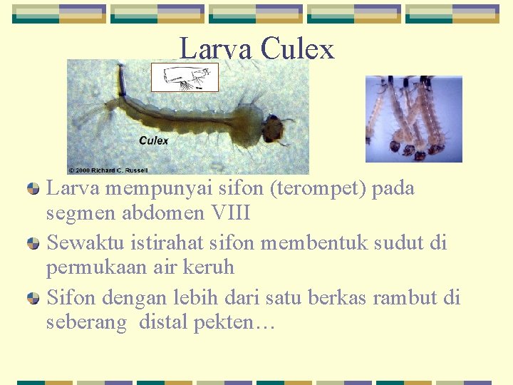 Larva Culex Larva mempunyai sifon (terompet) pada segmen abdomen VIII Sewaktu istirahat sifon membentuk
