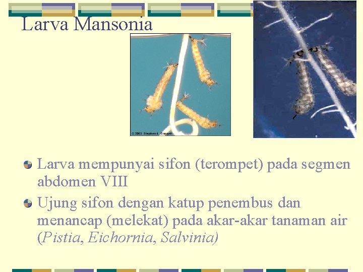 Larva Mansonia Larva mempunyai sifon (terompet) pada segmen abdomen VIII Ujung sifon dengan katup