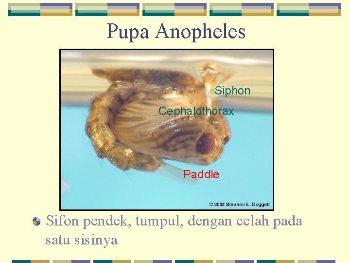 Pupa Anopheles Siphon Cephalothorax Paddle Sifon pendek, tumpul, dengan celah pada satu sisinya 