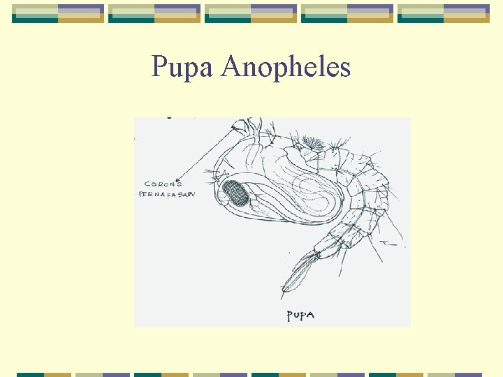 Pupa Anopheles 