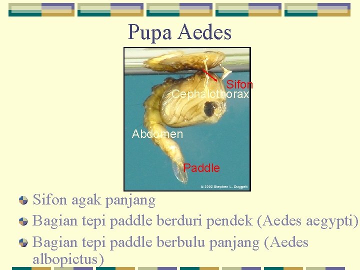 Pupa Aedes Sifon Cephalothorax Abdomen Paddle Sifon agak panjang Bagian tepi paddle berduri pendek