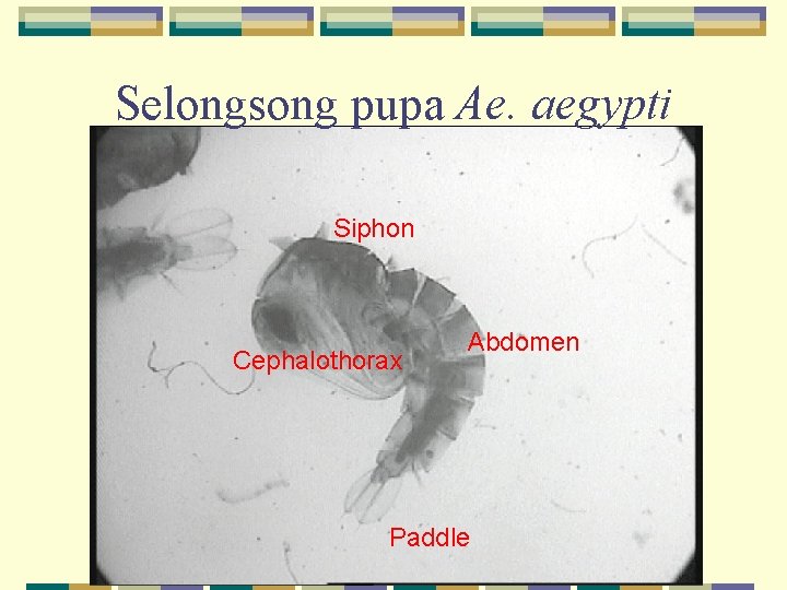 Selongsong pupa Ae. aegypti Siphon Cephalothorax Abdomen Paddle 