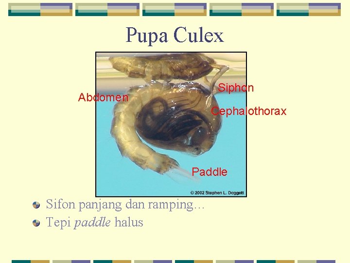 Pupa Culex Siphon Abdomen Cephalothorax Paddle Sifon panjang dan ramping… Tepi paddle halus 