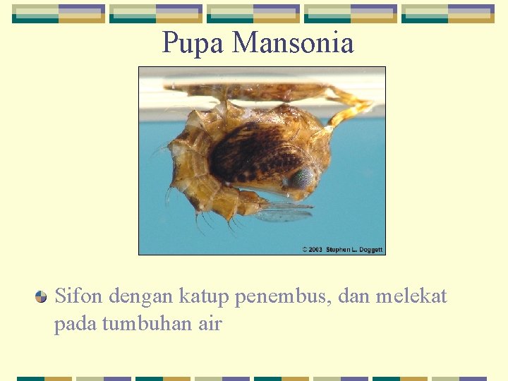 Pupa Mansonia Sifon dengan katup penembus, dan melekat pada tumbuhan air 