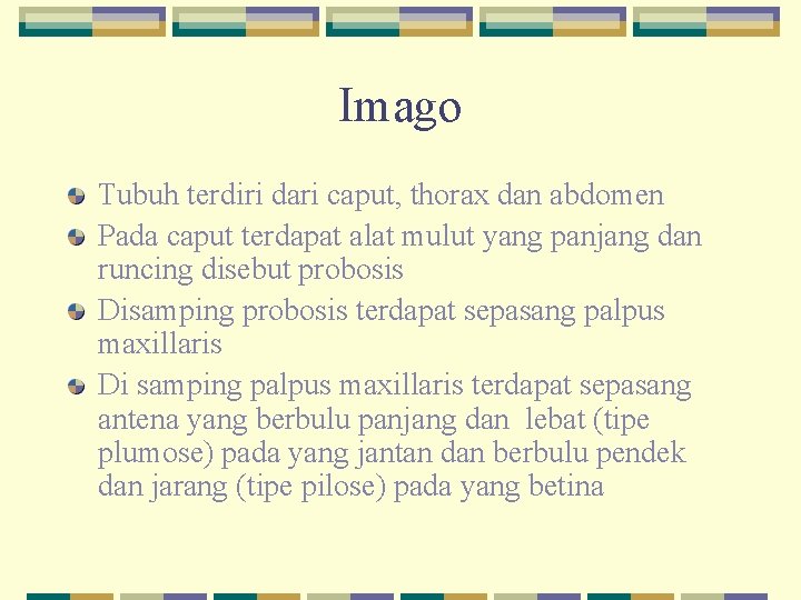 Imago Tubuh terdiri dari caput, thorax dan abdomen Pada caput terdapat alat mulut yang