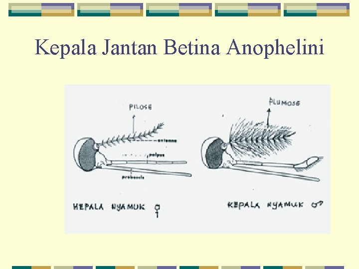 Kepala Jantan Betina Anophelini 